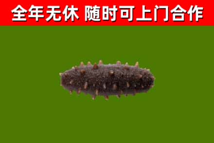 忻州回收海参干